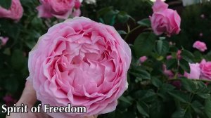 Spirit of freedom Роза Девида Остина - дух свободы