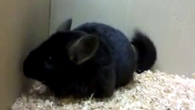 ebony omozigote extra dark chinchilla смотреть онлайн