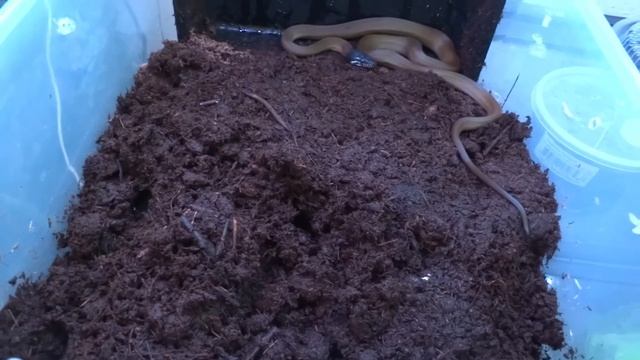 Feeding Some Snakes смотреть онлайн