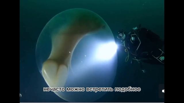 ИНТЕРЕСНЫЕ ФАКТЫ О КАЛЬМАРАХ/ГОЛОВОНОГИЕ МОЛЛЮСКИ//КРАТКО смотреть онлайн