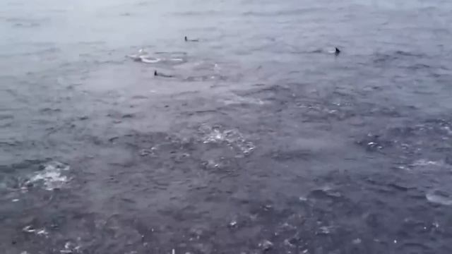 АКУЛА Напала На КОСАТКУ. Вот Что Было Дальше...