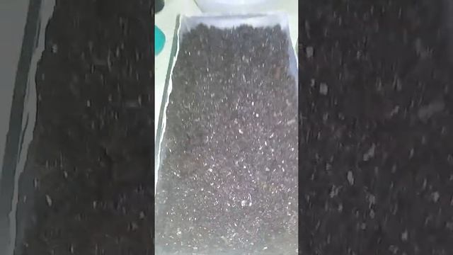 Правильно сеем перцы. Сколько семян в пакетике. Семена Крыма! смотреть онлайн