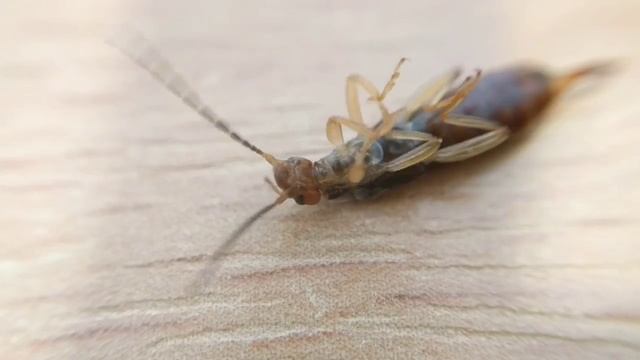 Macro lens test on forficula auricularia with Nexus 6P on 720p смотреть онлайн
