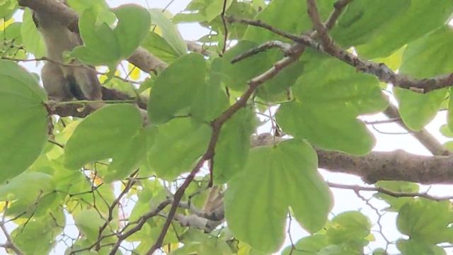 Тайские белки, которые едят листья вместо орехов. Таких белок вы, наверное, ещё не видели. смотреть онлайн