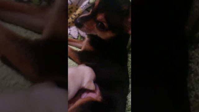 Тоечка смотреть онлайн