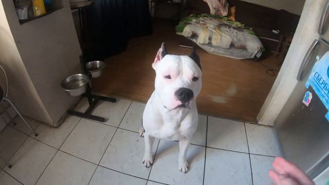 Самое лучшее лакомство для амстаффа и для собак вообще смотреть онлайн