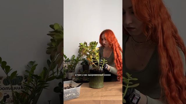 Цветы с помойки. Часть 1 #домашниерастения #денежноедерево