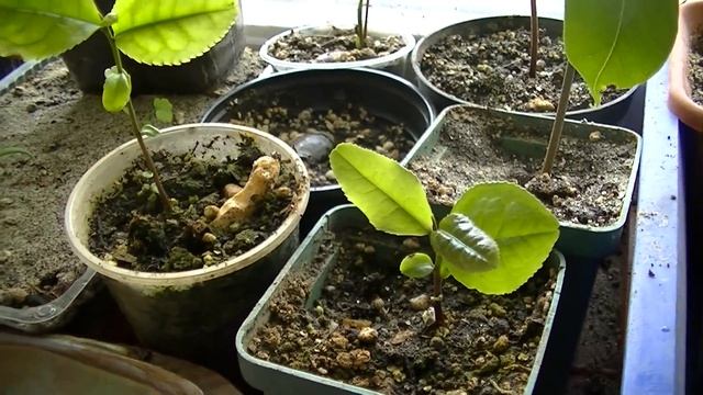 Как посадить чай из семян. смотреть онлайн