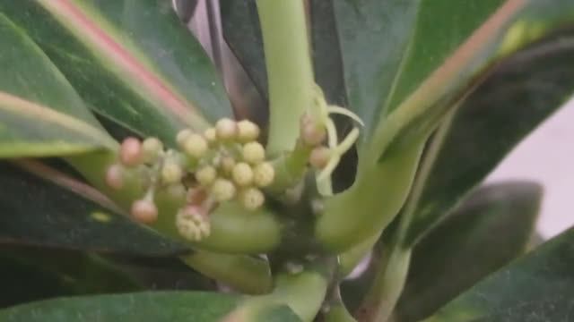 Фикус зацветает. 1 (2021.08.06_09:34:36)