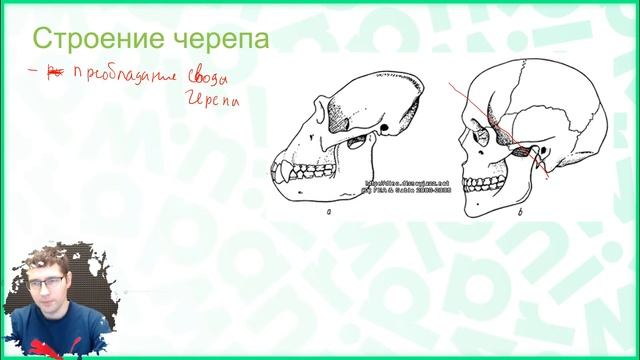 Тема №1: Происхождение человека смотреть онлайн