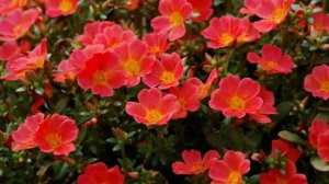 Садовые цветы которые Цветут все лето - 7 самых долгоцветущих Растений