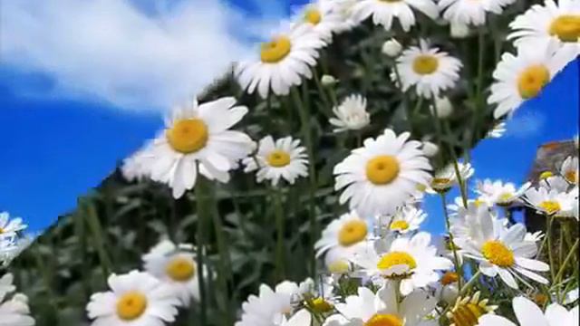 Ромашка белая, лепесточки нежные wmv смотреть онлайн