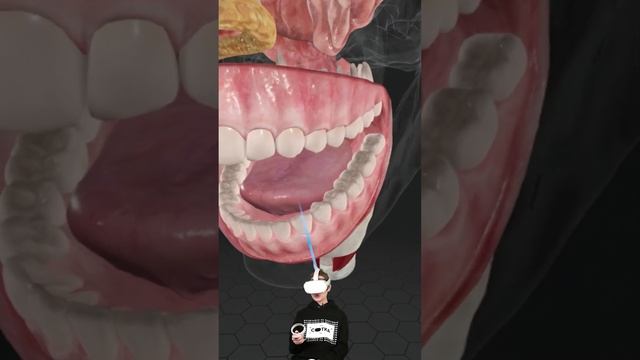 Название зубов для ЕГЭ по биологии смотреть онлайн