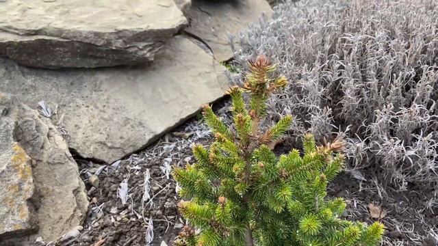 Порыжели иголки на елях?Спасаю хвойные? смотреть онлайн