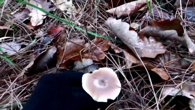 Боровики в декабре. На дворе зима, а мы грибы собираем ???️ смотреть онлайн