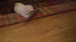 Бишон Фризе