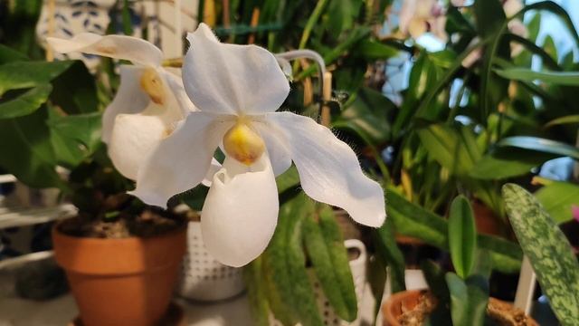 Paphiopedilum Deperle with parents -2023 смотреть онлайн