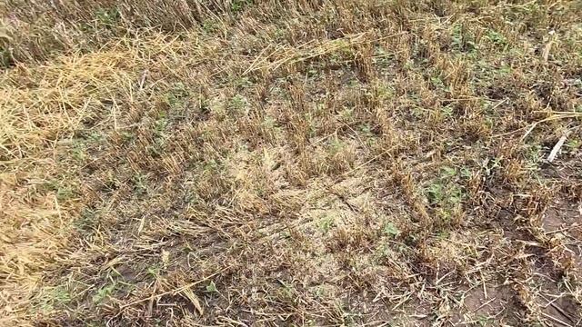 Рекордный урожай ячменя 2021 . Начало Уборки Ячменя ЛУРАН смотреть онлайн