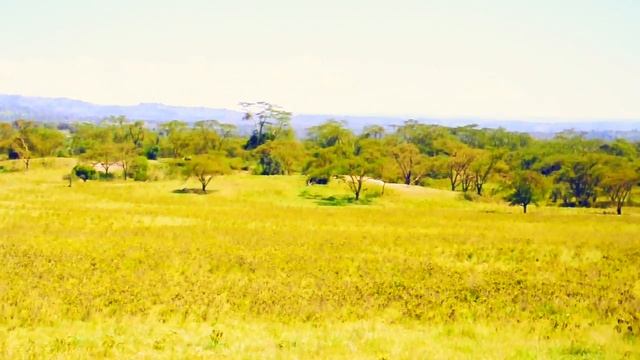 A Day At The Park! - Lake Nakuru National Park - Kenya смотреть онлайн