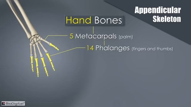 Introduction To The Skeletal System In 7 Minutes