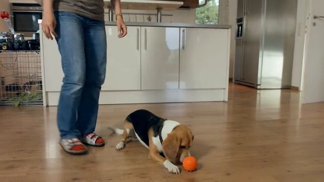 Major Dog Snack-Ei смотреть онлайн