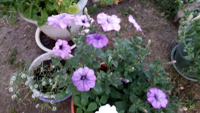 Чудо дача.The miracle of giving. смотреть онлайн