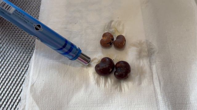 How to grow a Baobab tree from seed. Full tutorial. #gardening #baobab #tree смотреть онлайн