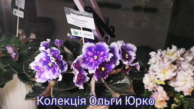 Виставка фіалок у Києві (м.Театральна) 14-16.05.2021 р. Колекція Ольги Юрко. смотреть онлайн