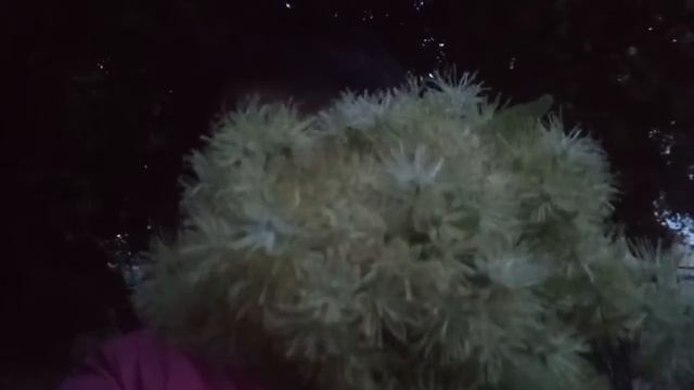 Цветение липы в Уфе. смотреть онлайн