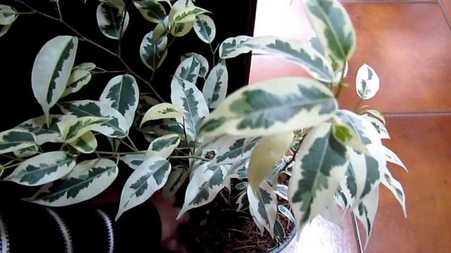 ?FICUS CURLY BENJAMINA / FICUS Cuidados y Reproducción@VeronicaCampaniniPlantas смотреть онлайн