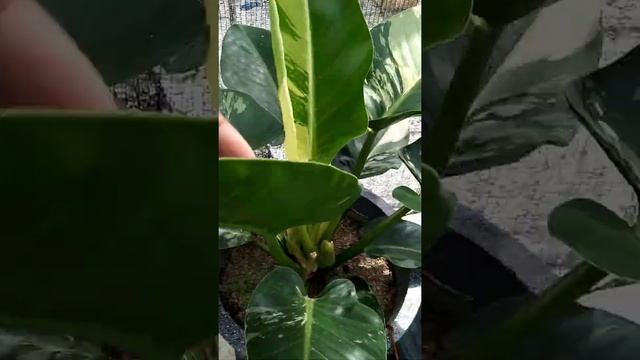 philodendron green congo variegated смотреть онлайн
