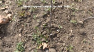 Саженец вишни не "просыпается весной. Что делать?