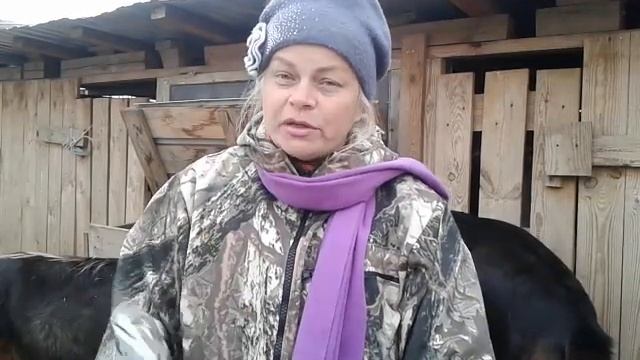 Сколько козы живут? ? смотреть онлайн