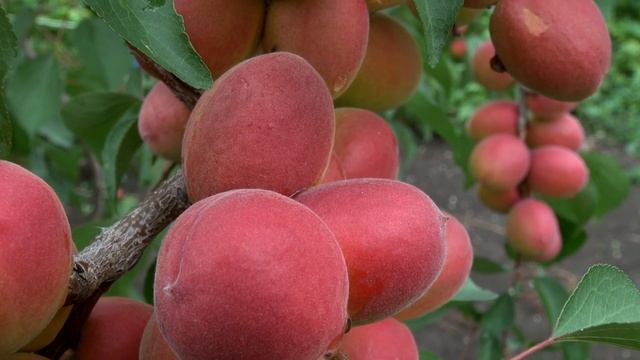 САРАТОВСКИЙ РУБИН - ВОЗМОЖНО ЛУЧШИЙ АБРИКОС ДЛЯ ВАС ! смотреть онлайн