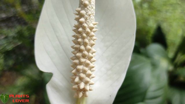 Beauty Of Variegated Spathiphyllum Plant / Peace Lily Ornamental Plants - Plants Lover смотреть онлайн