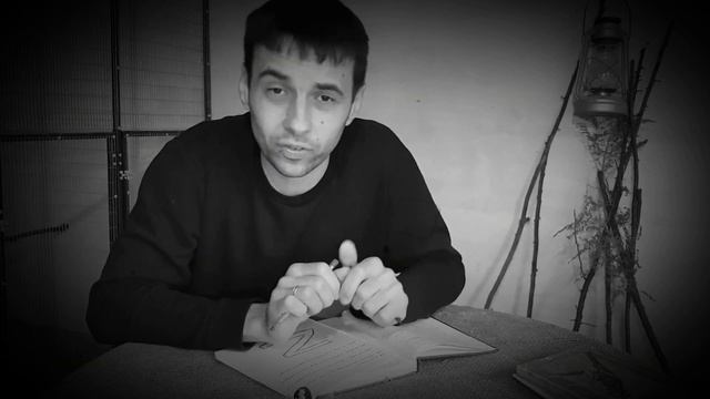 Новости! Для тех кто хочет много новых интересных роликов про канареек и попугаев ! смотреть онлайн