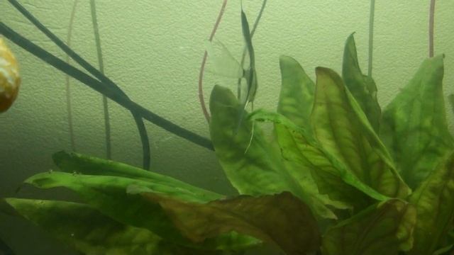 БЕСПЛАТНЫЙ ЖИВОЙ КОРМ ДЛЯ АКВАРИУМНЫХ РЫБОК!!! ЕСТЬ НА ЛЮБОЙ ДАЧЕ!!!! смотреть онлайн