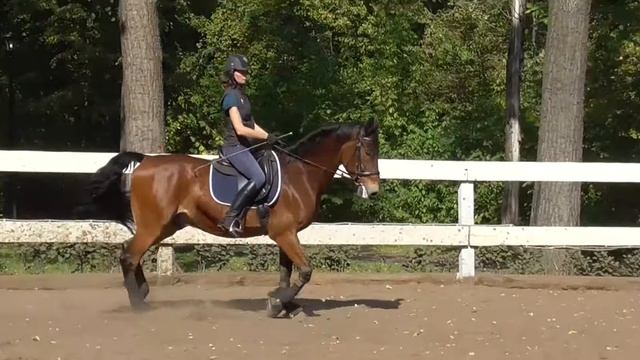 Уроки верховой езды. Подъемы в галоп. смотреть онлайн