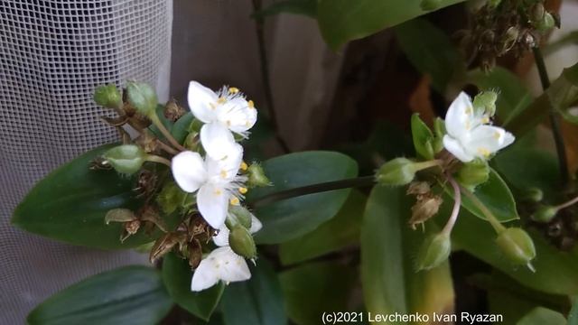 Традесканция на подоконнике, цветение, апрель 2021 (видео Levuarden) смотреть онлайн