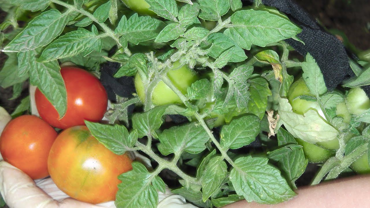 28 ИЮНЯ ЗАПАДНАЯ СИБИРЬ КАКИЕ ТОМАТЫ ВЫРАЩИВАЕМЫЕ В ОТКРЫТОМ ГРУНТЕ СОЗРЕЛИ ПЕРВЫМИ смотреть онлайн