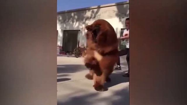 Вот это собака смотреть онлайн