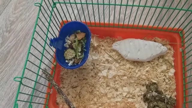 Что должно быть переноски у дегу? Белка сбежала?? ловлю дональда???!!! смотреть онлайн