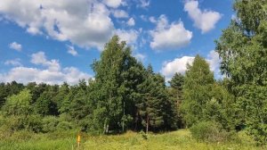 Когда цветет иван-чай...Последний день июня 2022.Большие Дворы Павловского Посада.