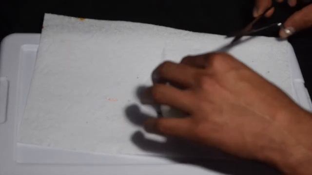 ScalyCreations Ball Python Egg Cutting Clutch #5 of the 2016 season - Awesome Results!!! смотреть онлайн