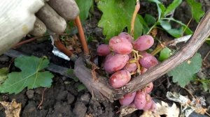 Виноград Зоренька. Урожай и особенности гибридной формы