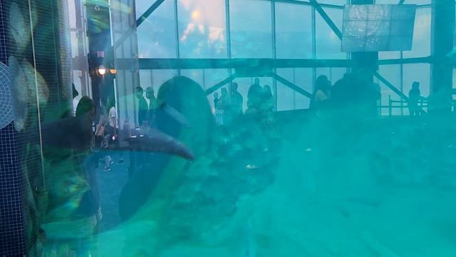 Scenic Water Wildlife Video With Calming Music- 4K Georgia Aquarium Views! Part #1