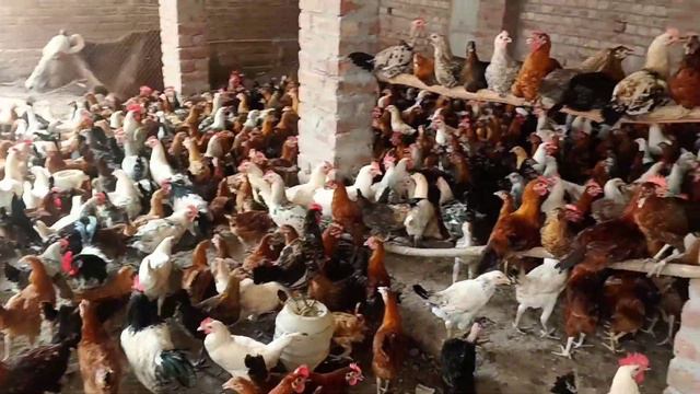 desi murgi ki medicine |hen and chicken| August 15, 2023 смотреть онлайн