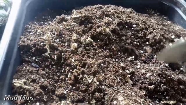 Бальзамин. Черенки подросли, пересадка. смотреть онлайн