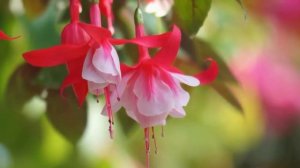 ФУКСИЯ – секреты и особенности ухода в домашних условиях.