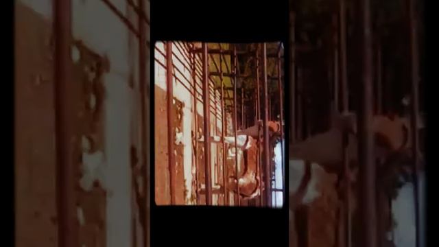 Неудавшийся зоопарк. смотреть онлайн